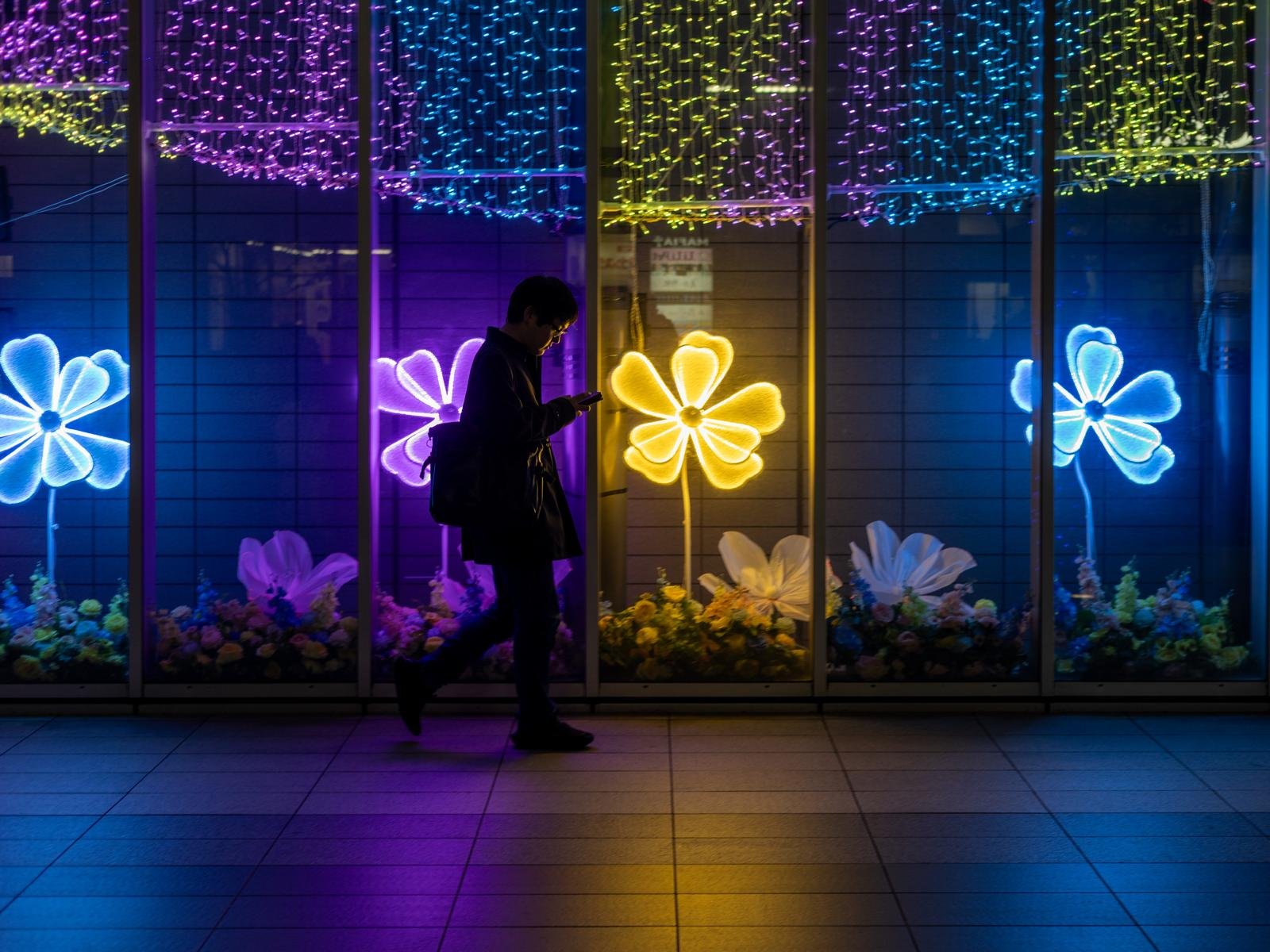 A silhouetted man reads his phone as he walks past glowing flower illuminations in blue, purple and yellow.